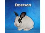 Adopt Emerson a Rex