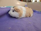 Adopt Elijah a Guinea Pig