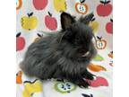 Adopt Vine (Bonded to Tulip) a Lionhead