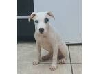 Adopt Larry a Terrier