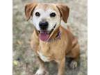 Adopt Buddy a Beagle, Mixed Breed