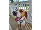 Adopt Braydan a Hound, English Pointer