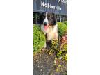 Adopt Buddy B a Border Collie