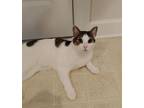 Adopt Ra a Domestic Short Hair