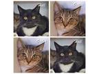 Adopt Hall and Oates a Domestic Short Hair