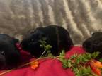 Adopt Smudge, Cobalt and Rusty a Short-Haired, Guinea Pig