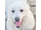 Adopt Asher in PA - Adorable & Cuddly Ball of Fluff! a Great Pyrenees