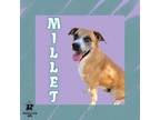 Adopt Millet a Mixed Breed