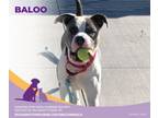 Adopt Baloo a Pit Bull Terrier