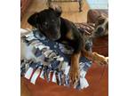 Adopt Mojo a Retriever, Black and Tan Coonhound