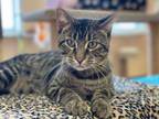 Adopt Furredrick a Tabby, Tiger