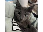 Adopt Moe a Domestic Short Hair