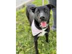 Adopt COLONEL a Labrador Retriever, Border Collie