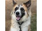 Adopt Chex Mix a Collie