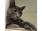 Adopt Angel #loving-uncle a Russian Blue, Chartreux