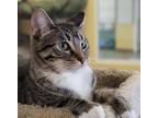 Adopt Mickey #bonded-to-Minnie-Mouse a Tabby, Domestic Short Hair