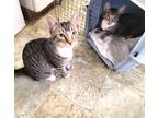 Adopt Mickey & Minnie #bonded-pair a Tabby, Domestic Short Hair