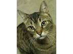 Adopt Highbeam a Bengal