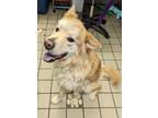 Adopt Flash a Chow Chow, Golden Retriever