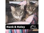 Adopt Bonded Pair Hank & Haley a Domestic Short Hair, Tabby