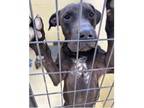 Adopt Zaney a Black Labrador Retriever, Pit Bull Terrier