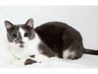 Adopt Pippin a Domestic Short Hair