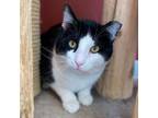 Adopt Matches a Domestic Short Hair