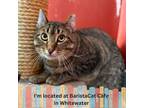 Adopt Selleck a Domestic Short Hair