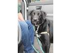 Adopt Mateo **Foster Home** a Labrador Retriever, Border Collie