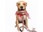 Adopt Kyson **Foster home** a Pit Bull Terrier, Boxer