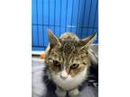 Adopt Prince a Domestic Short Hair