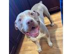 Adopt Beckham a Pit Bull Terrier