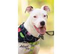 Adopt Zee a Dogo Argentino