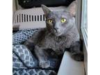 Adopt Indigo a Domestic Short Hair