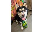 Adopt Boris a Siberian Husky