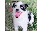 Adopt Chip a Cairn Terrier, Poodle
