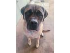 Adopt George a Mastiff