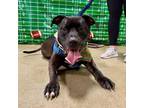 Adopt Rocco (Saint litter) a Pit Bull Terrier, Mixed Breed