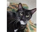 Adopt Tat a Tuxedo, Domestic Short Hair