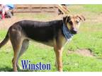 Adopt WINSTON a Labrador Retriever, Rottweiler