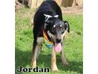 Adopt JORDAN a Labrador Retriever, Rhodesian Ridgeback