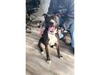 Adopt Prince a Pit Bull Terrier, Mixed Breed