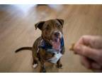 Adopt Milo a Pit Bull Terrier, Husky