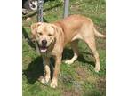 Adopt Maximus a Labrador Retriever