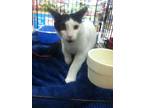 Adopt Baxter a Domestic Short Hair, American Shorthair