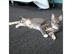 Adopt Hank a Tabby, Domestic Short Hair