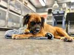 Adopt Bones a Mixed Breed, Rottweiler