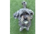 Adopt Teddy Vanderpump a Poodle