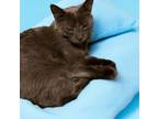 Adopt Mr Grey a Russian Blue