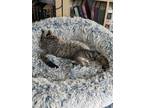 Adopt Milo A a Domestic Short Hair, Tabby